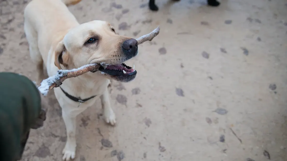 Dog leash outdoors