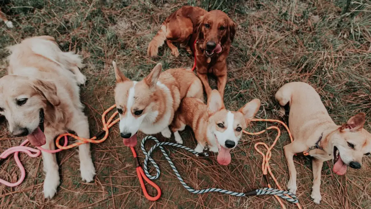 Dog leash outdoors