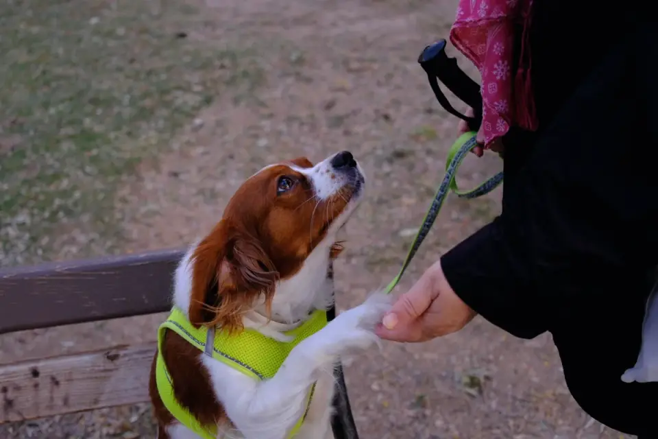 Dog leash outdoors