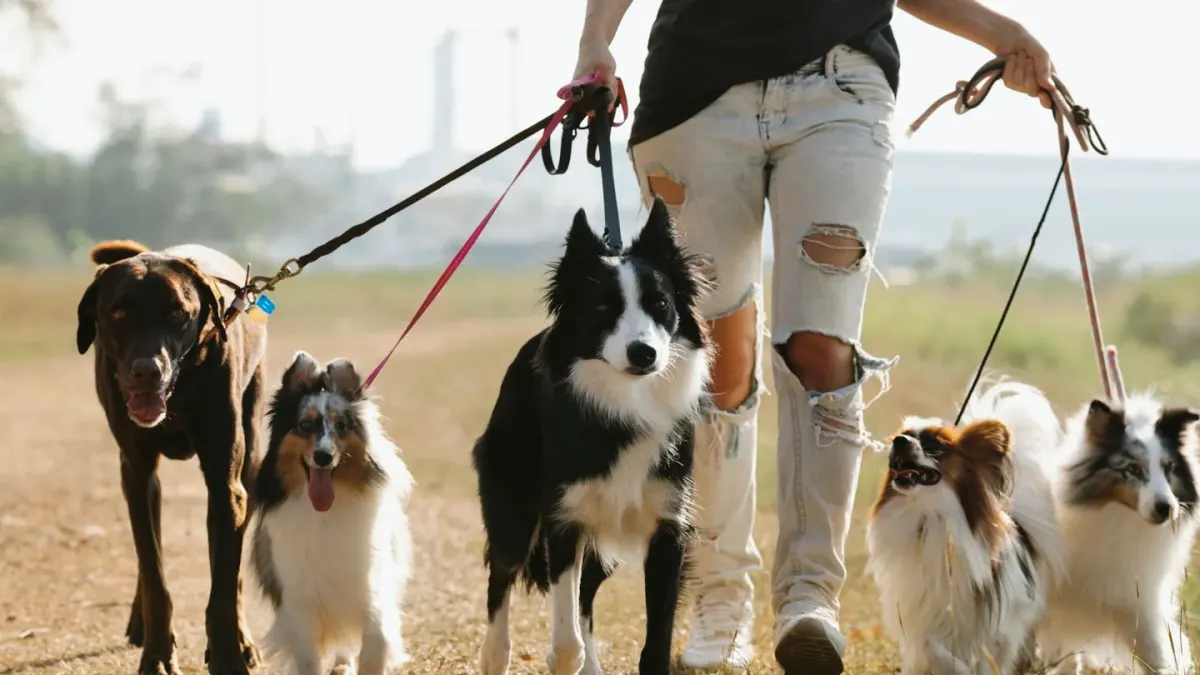 Dog leash outdoors