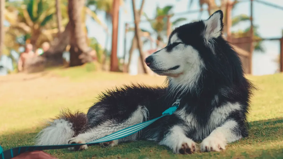 Dog leash outdoors