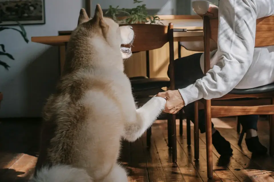 Dog owner examining their dog's paw and nails on a living room floor