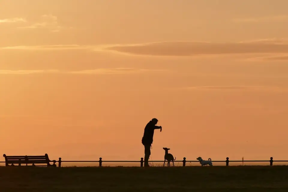 Dog owner offering a treat through a basket muzzle during training