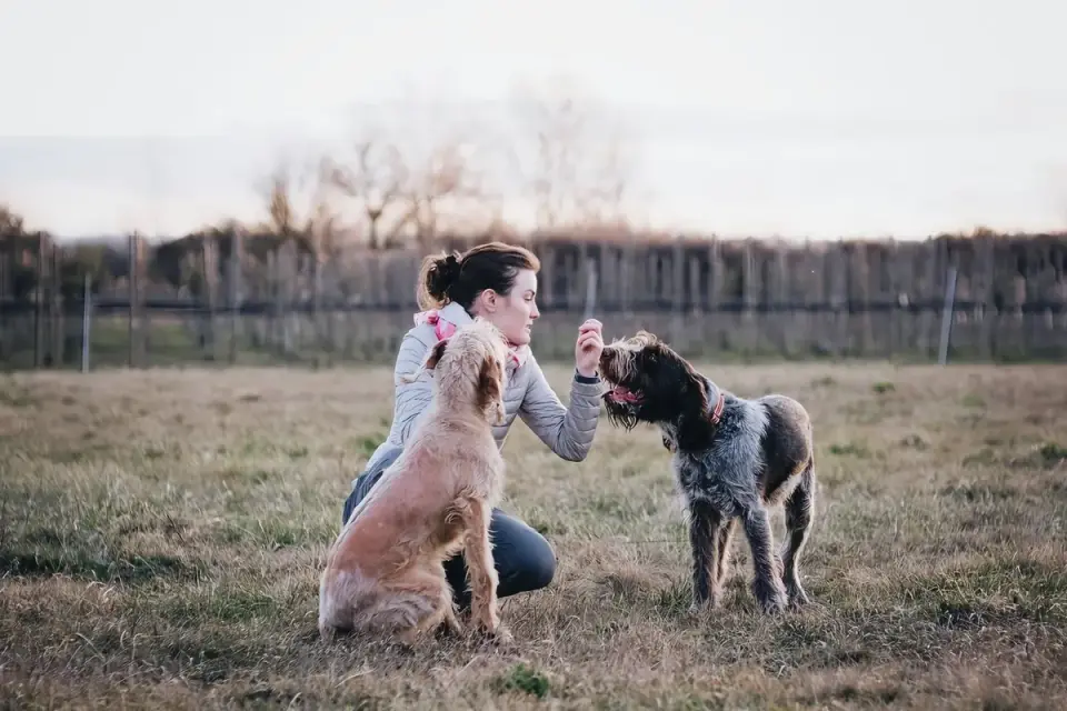 Dog owner preparing a meal