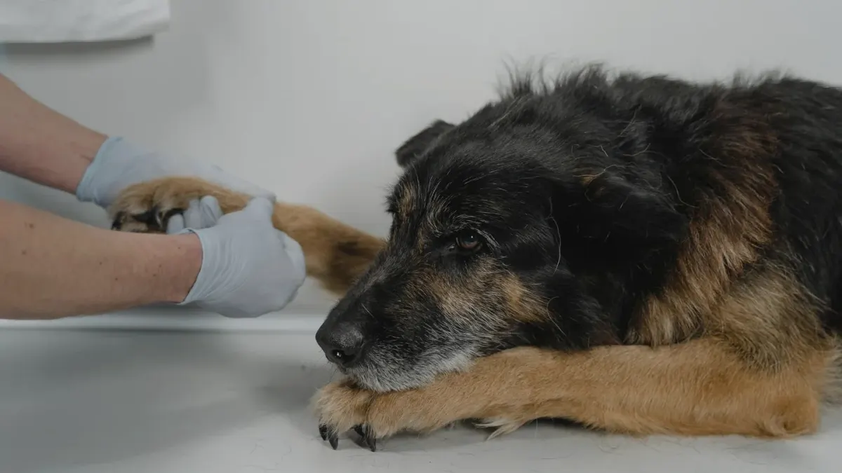 Dog paws