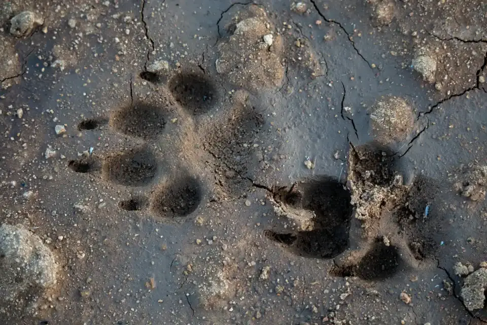Dog paws