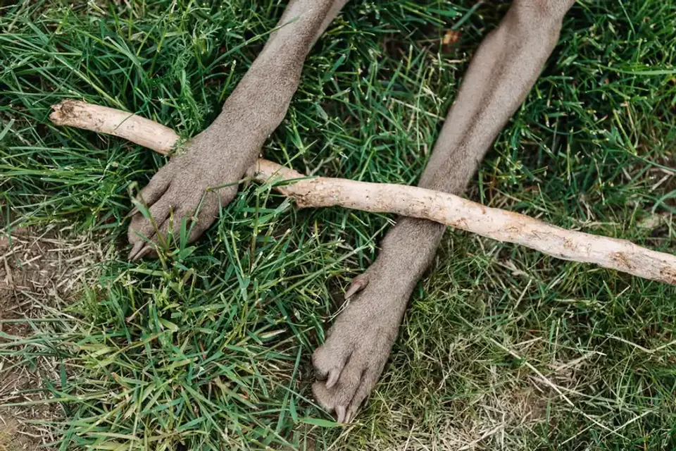 Dog paws