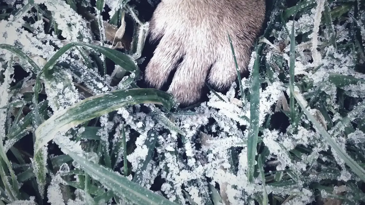 Dog paws