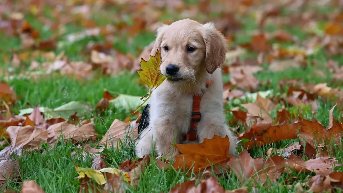 Dog playing in leaves