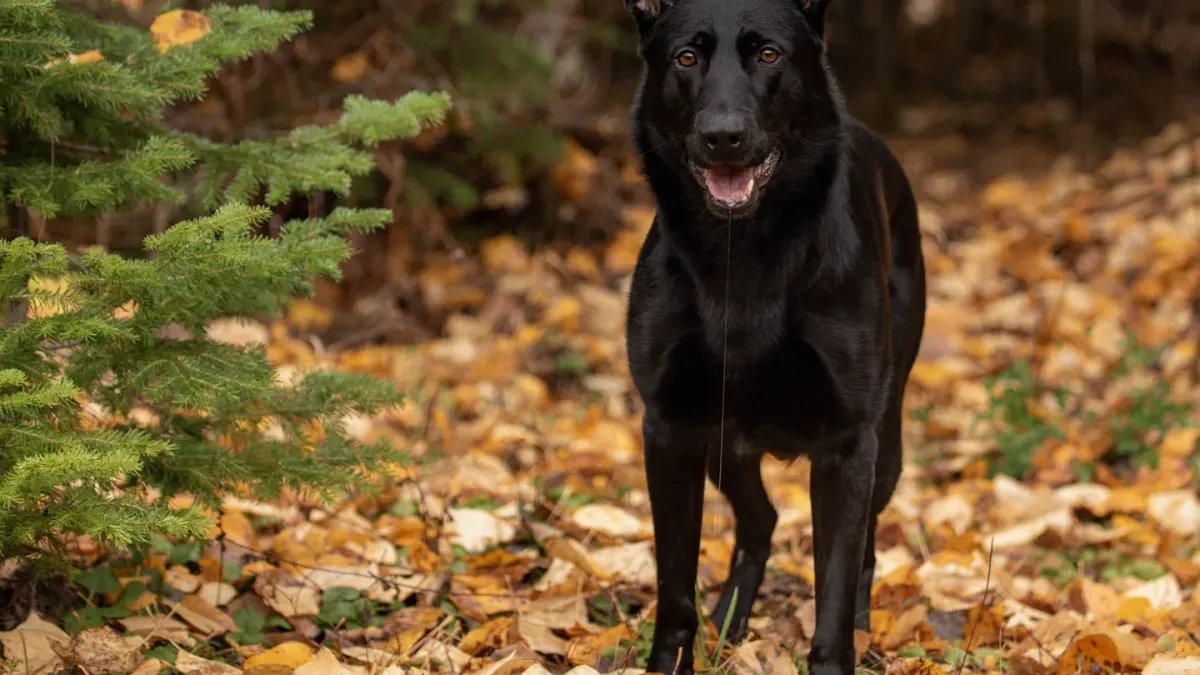 Dog playing in leaves