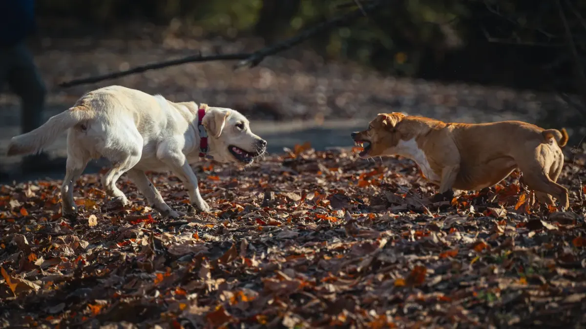 Dog playing in leaves
