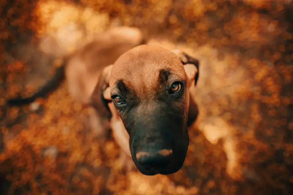 Dog playing in leaves
