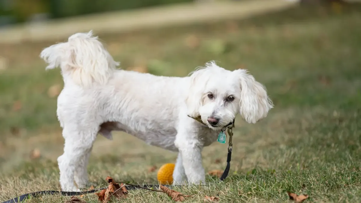 Dog playing in leaves