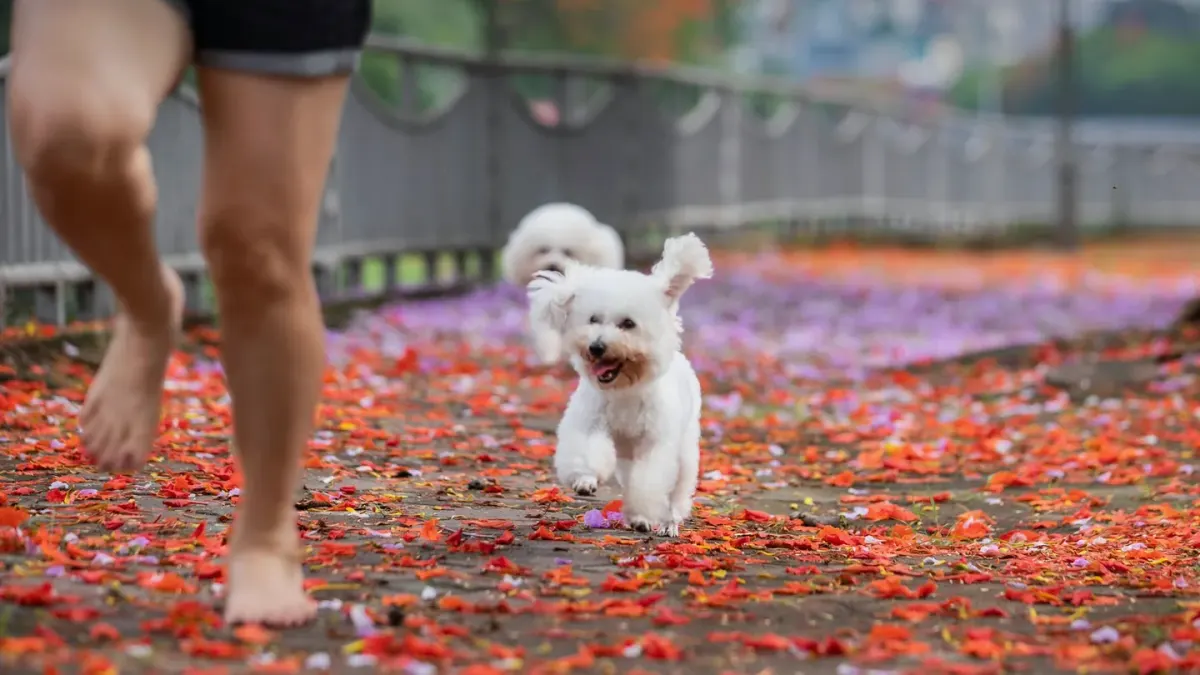 Dog playing in leaves