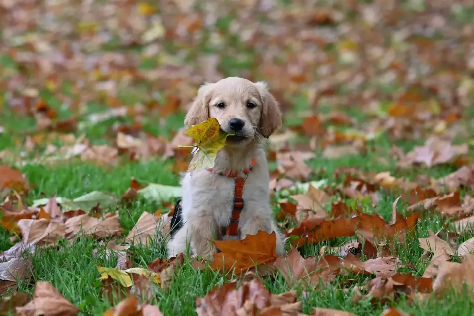 Dog playing in leaves