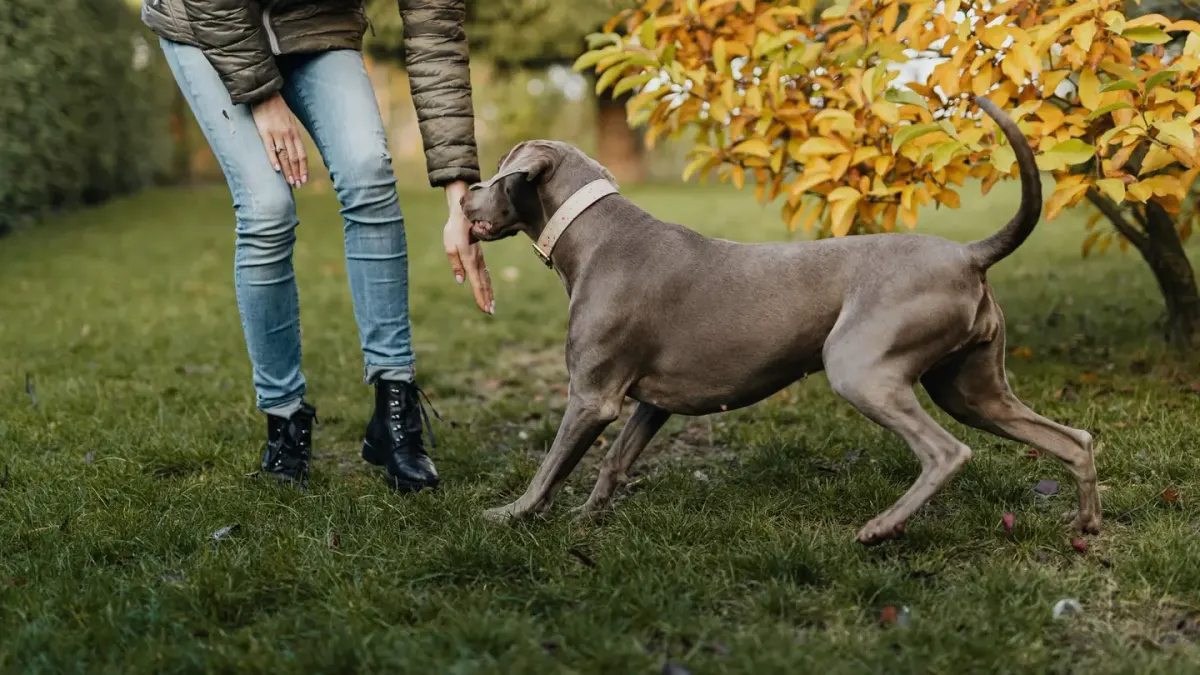 Dog playing in leaves