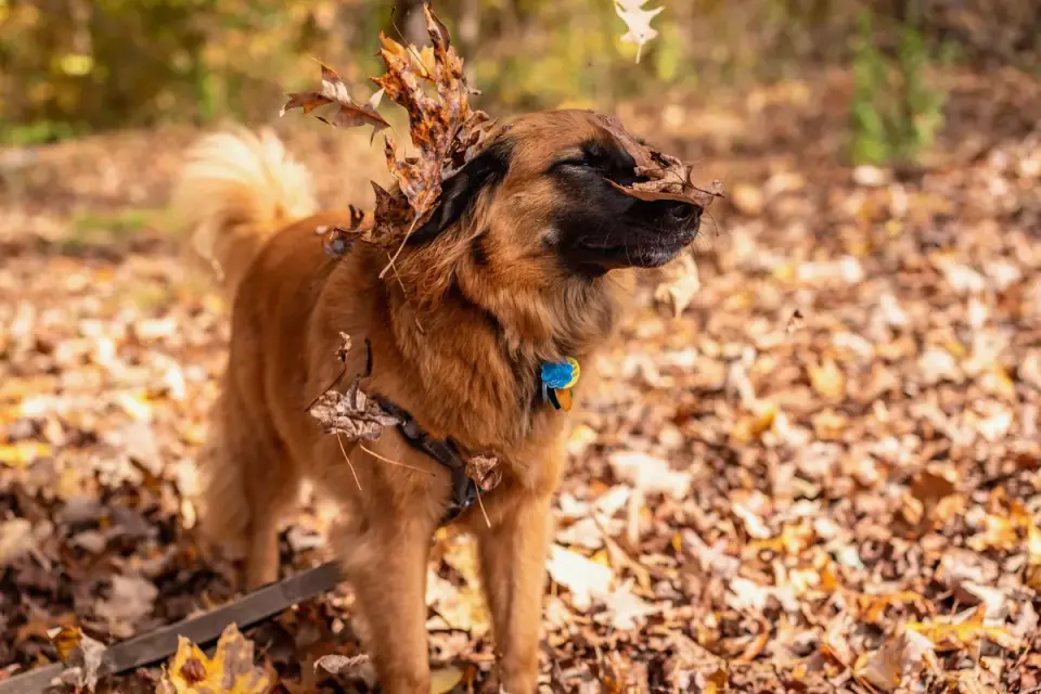 Dog playing in leaves