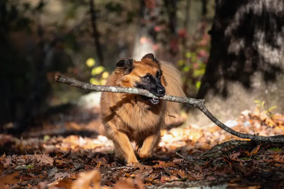 Dog playing in leaves