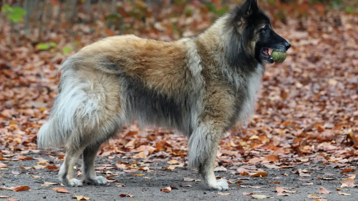 Dog playing in leaves