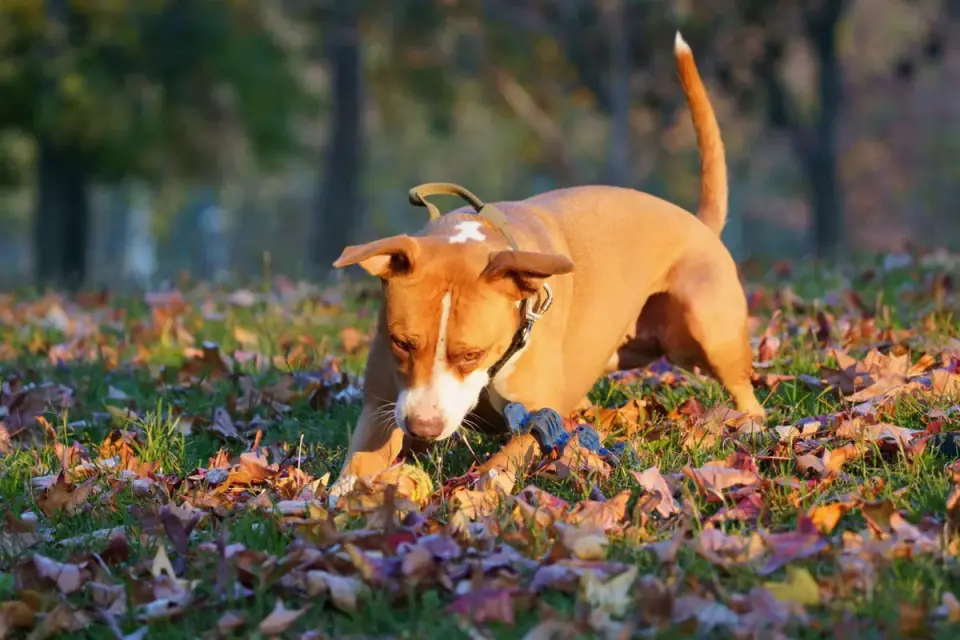 Dog playing in leaves