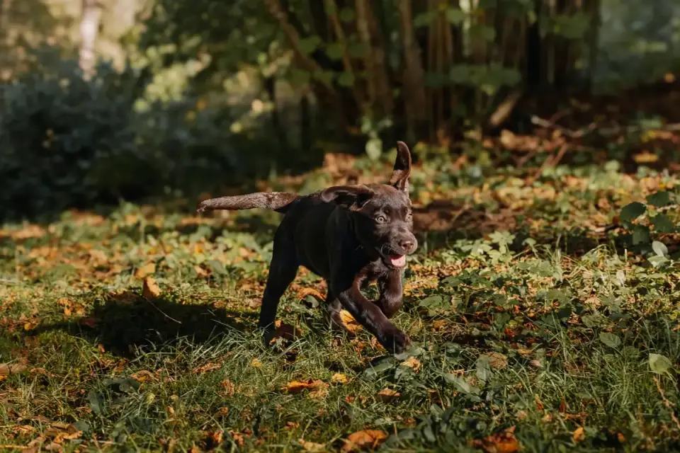Dog playing in leaves