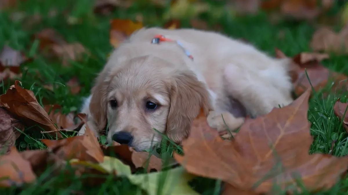Dog playing in leaves