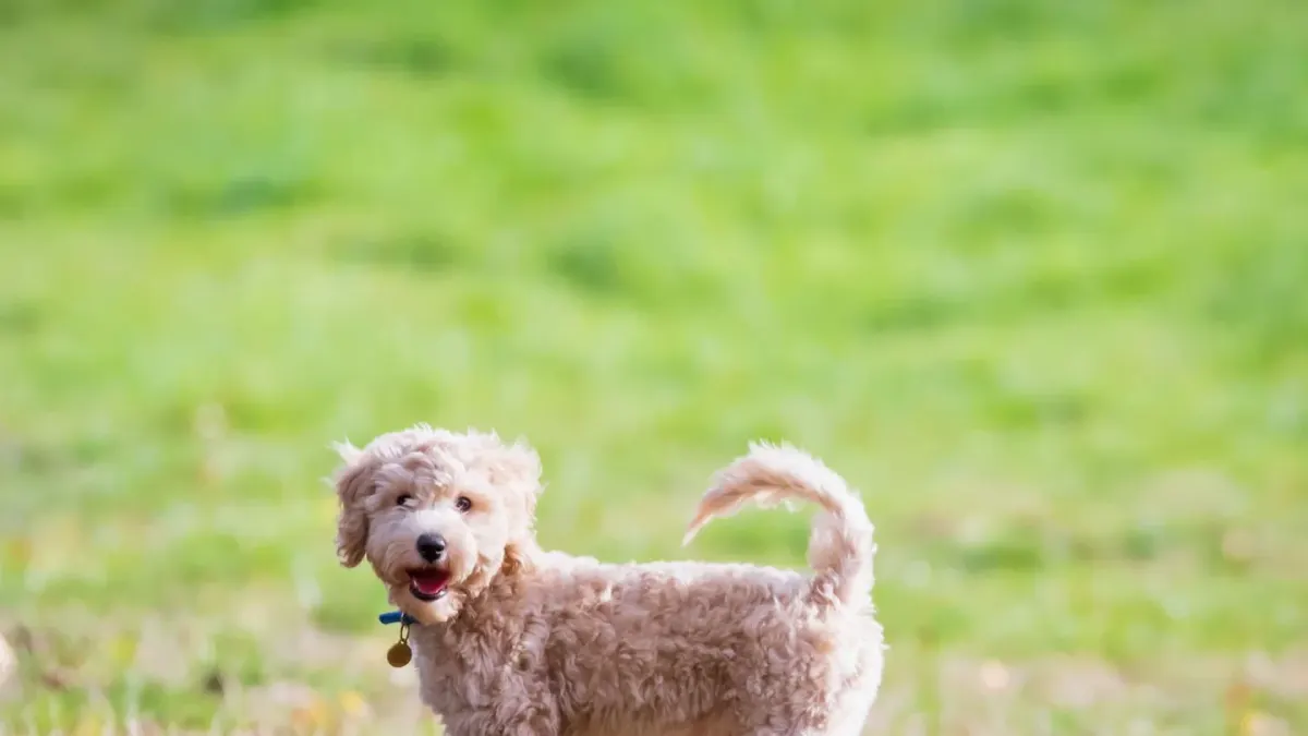 Dog playing in leaves