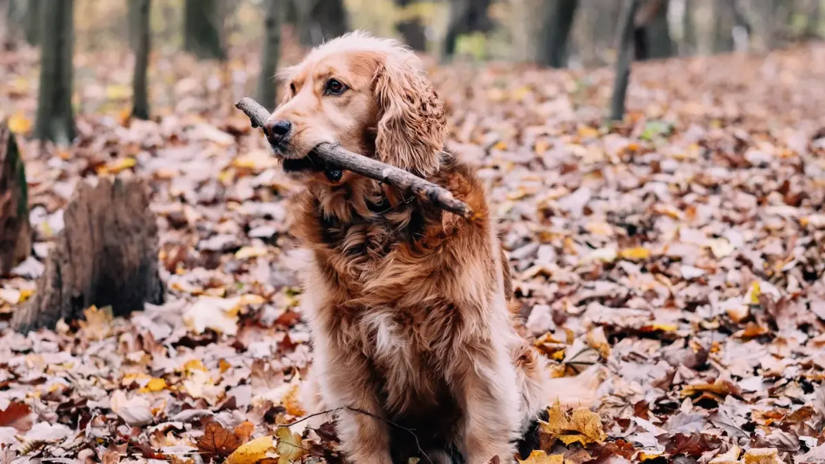 Dog playing in leaves