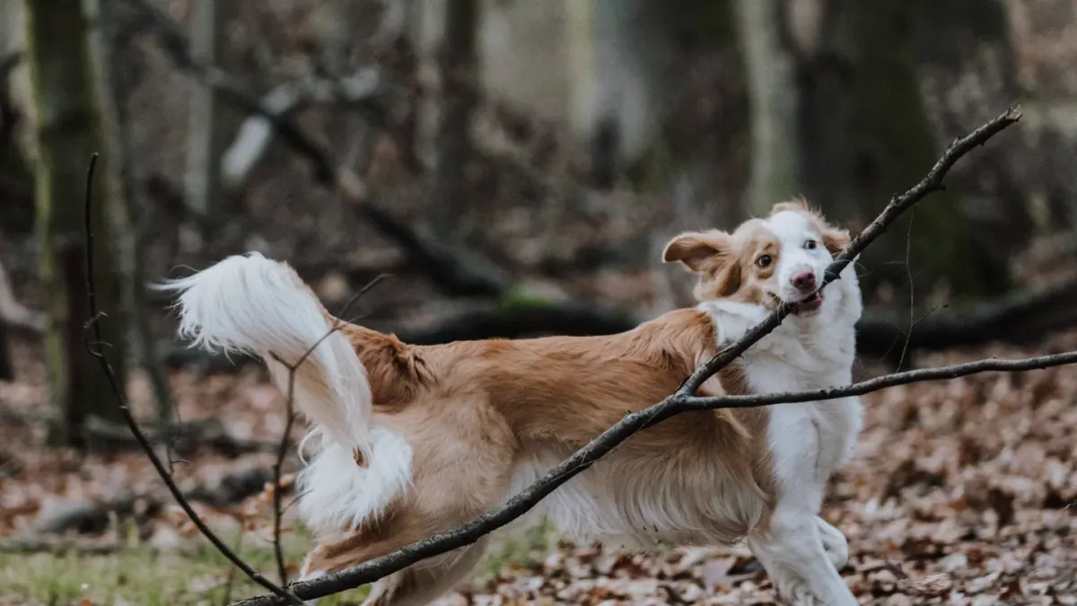 Dog playing in leaves