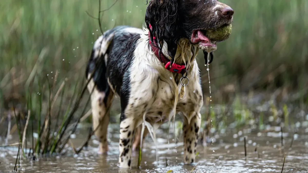 Dog playing in water