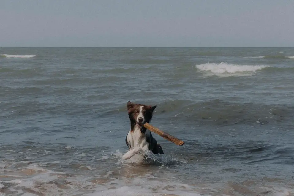 Dog playing in water
