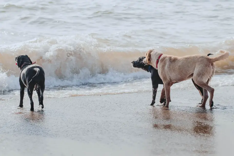 Dog playing in water