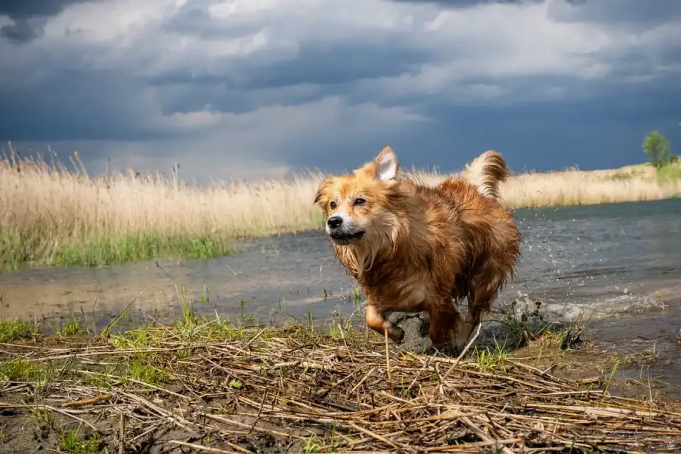Dog playing in water