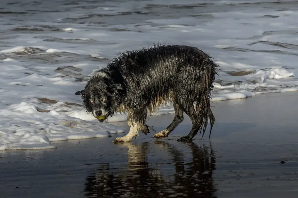 Dog playing in water