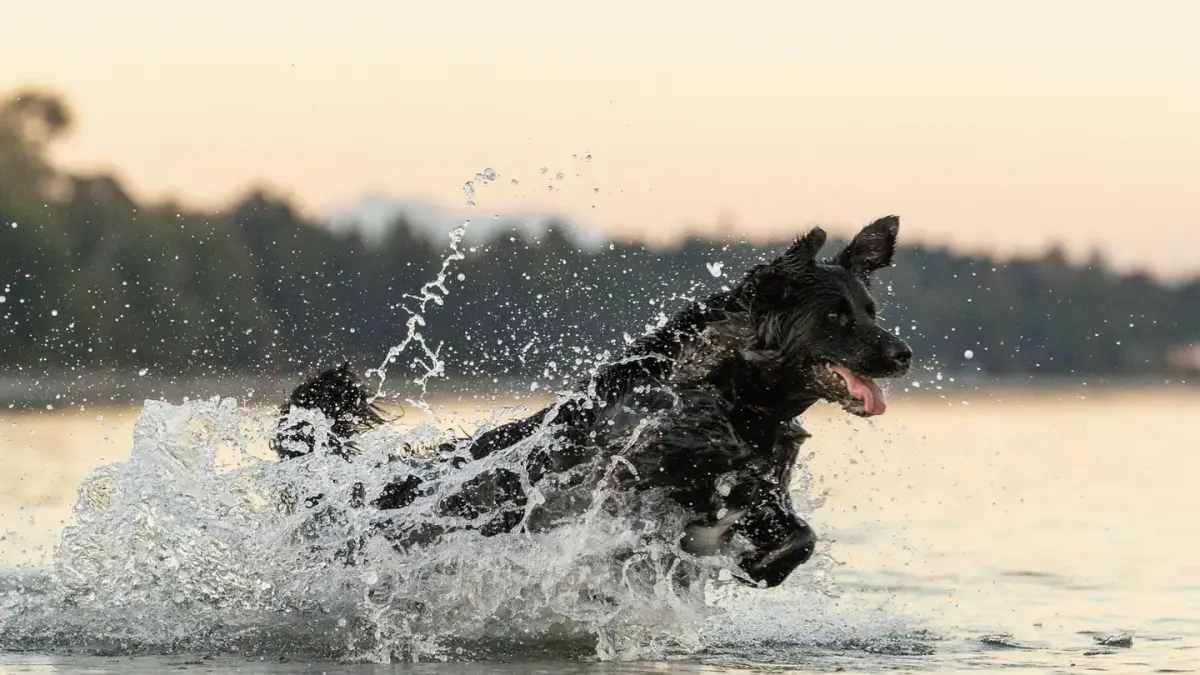 Dog playing in water