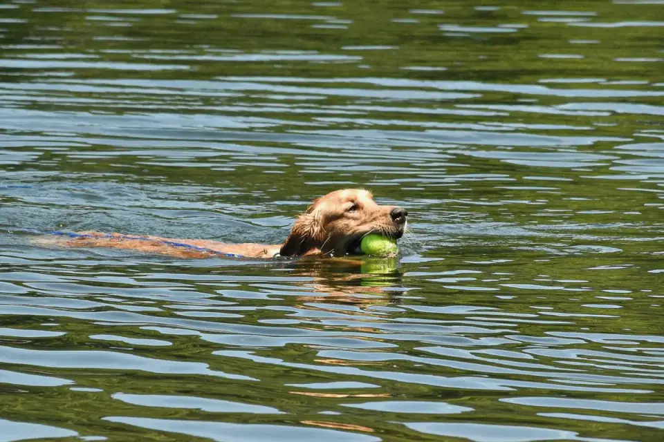 Dog playing in water
