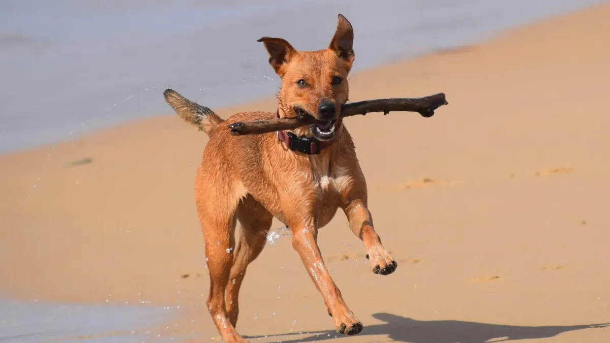 Dog playing in water