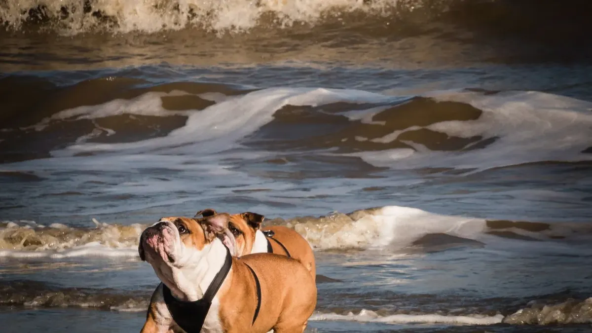 Dog playing in water