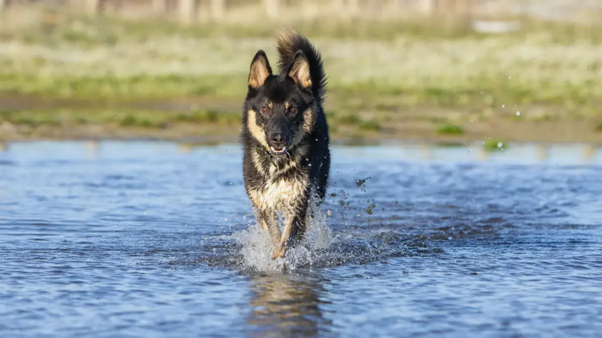 Dog playing in water