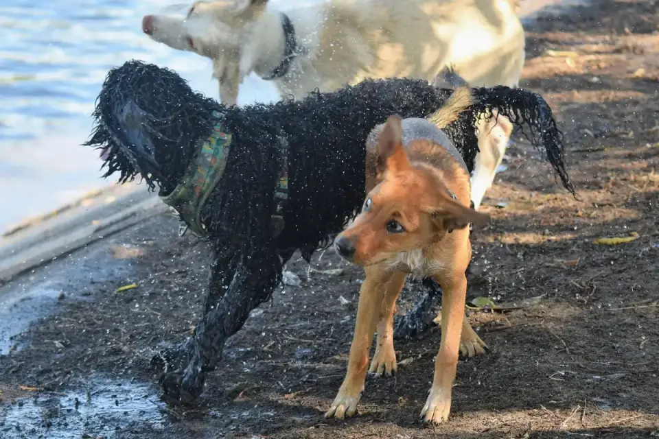 Dog playing in water