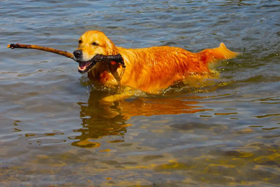 Dog playing in water
