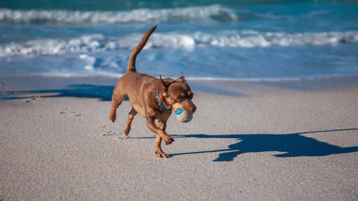 Dog playing in water