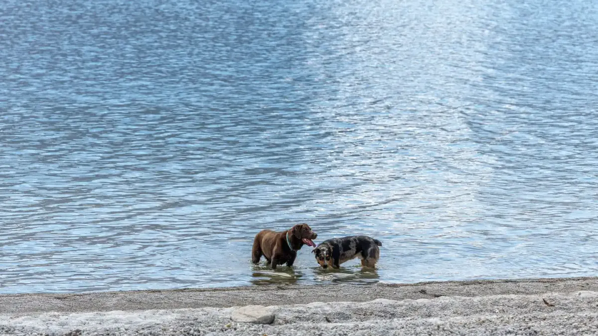 Dog playing in water