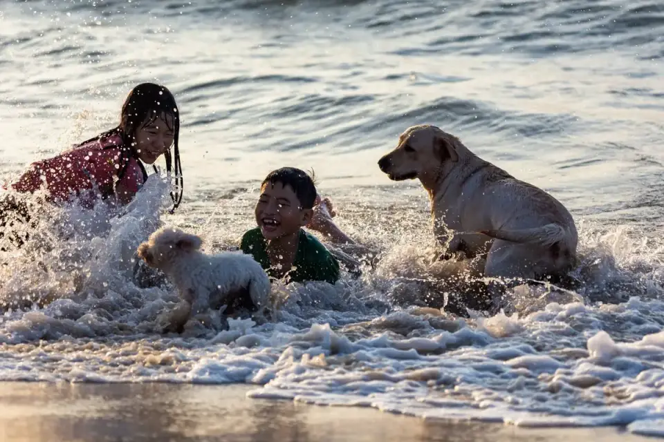Dog playing in water