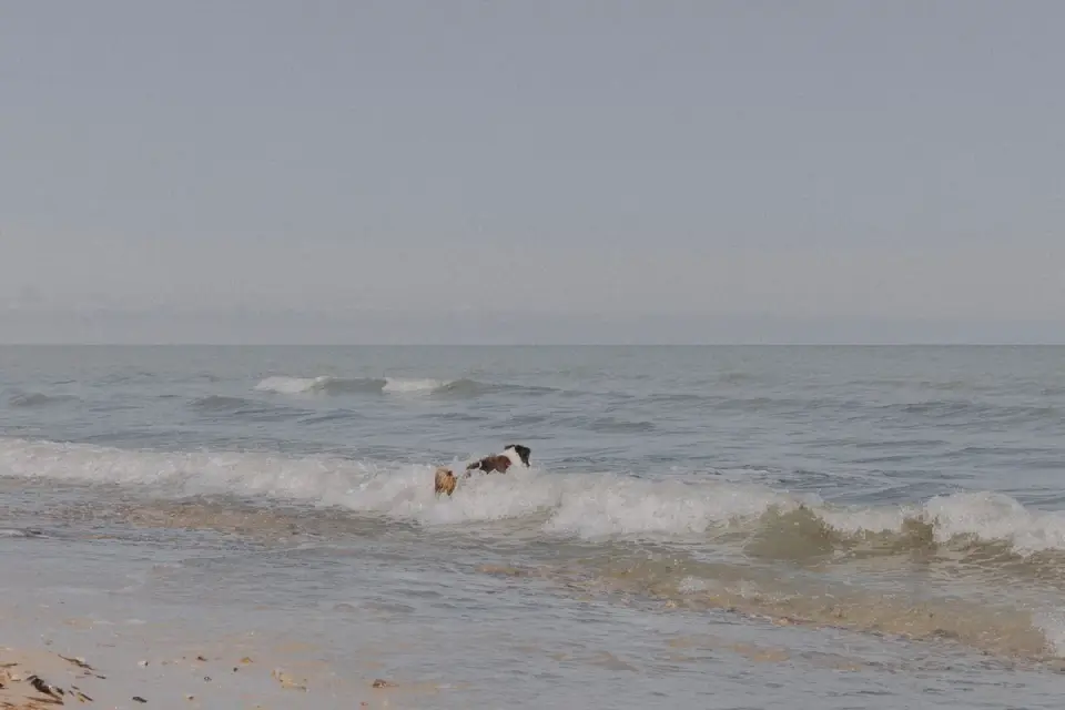 Dog playing in water