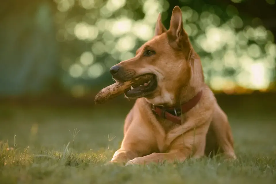 Dog playing outdoors