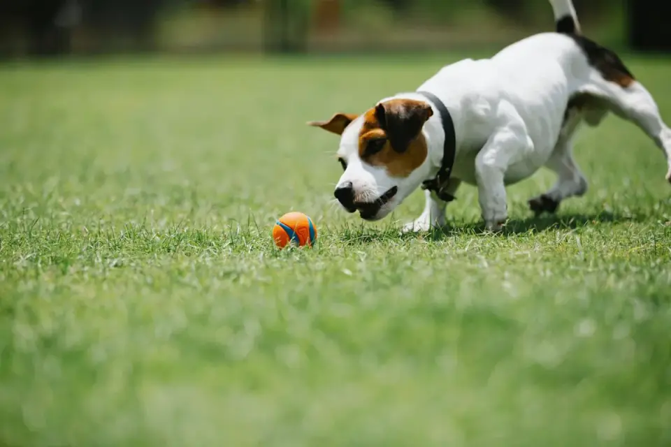 Dog playing with a ball