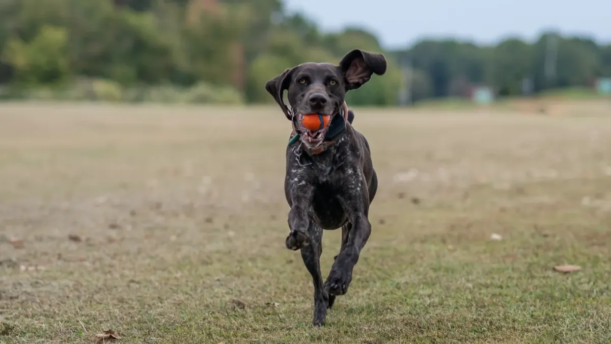 Dog playing with a ball