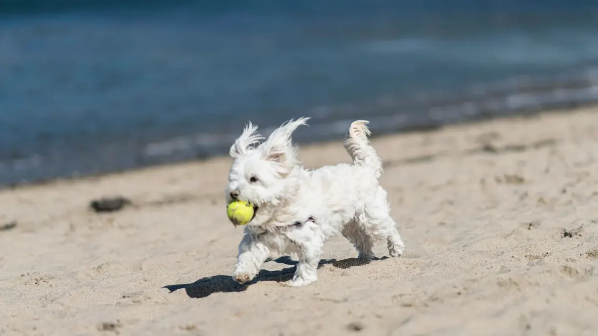 Dog playing with a ball