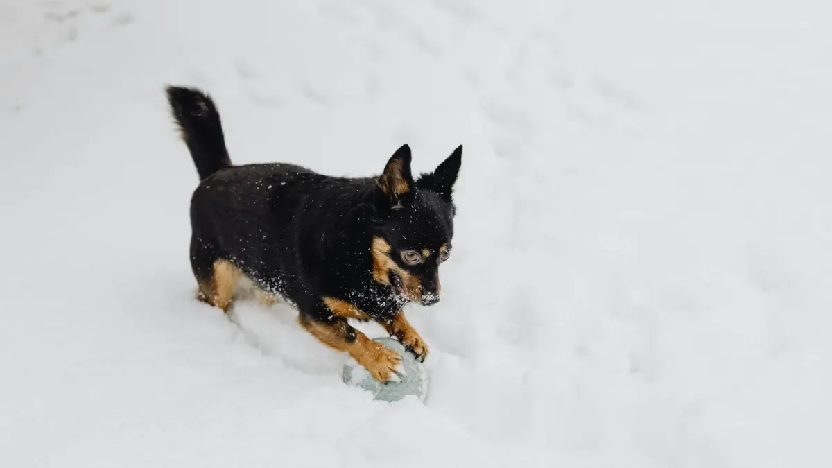 Dog playing with a ball